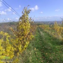 Prodej sadu / vinice 4 846 m2, Ořechov, cena 629980 CZK / objekt, nabízí 